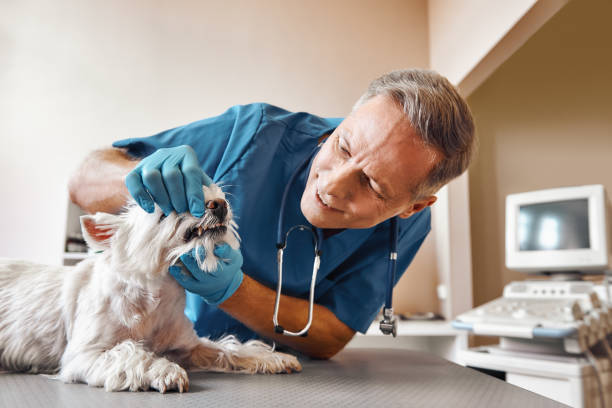Best Mobile Emergency Dentist in Medical Lake, WA